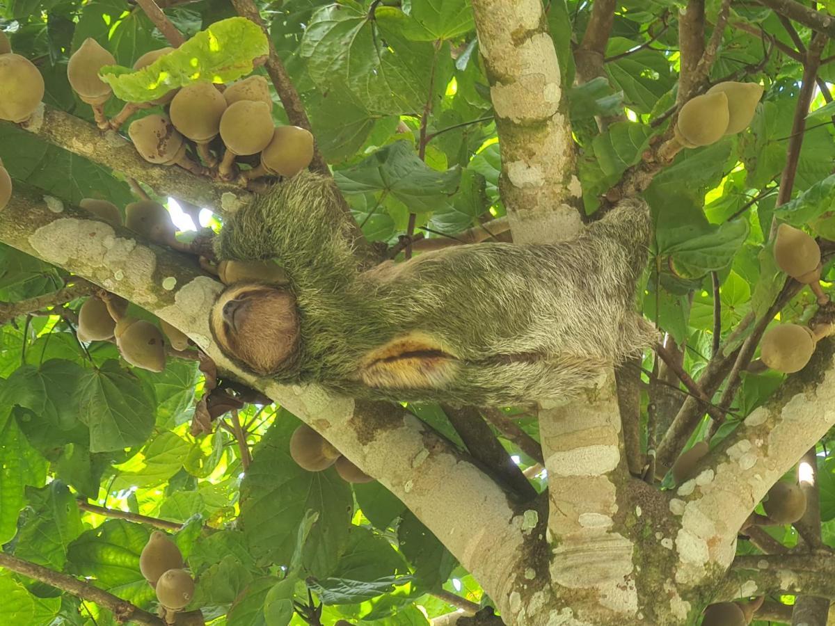 Tio Felix Eco Lodge La Fortuna Ngoại thất bức ảnh