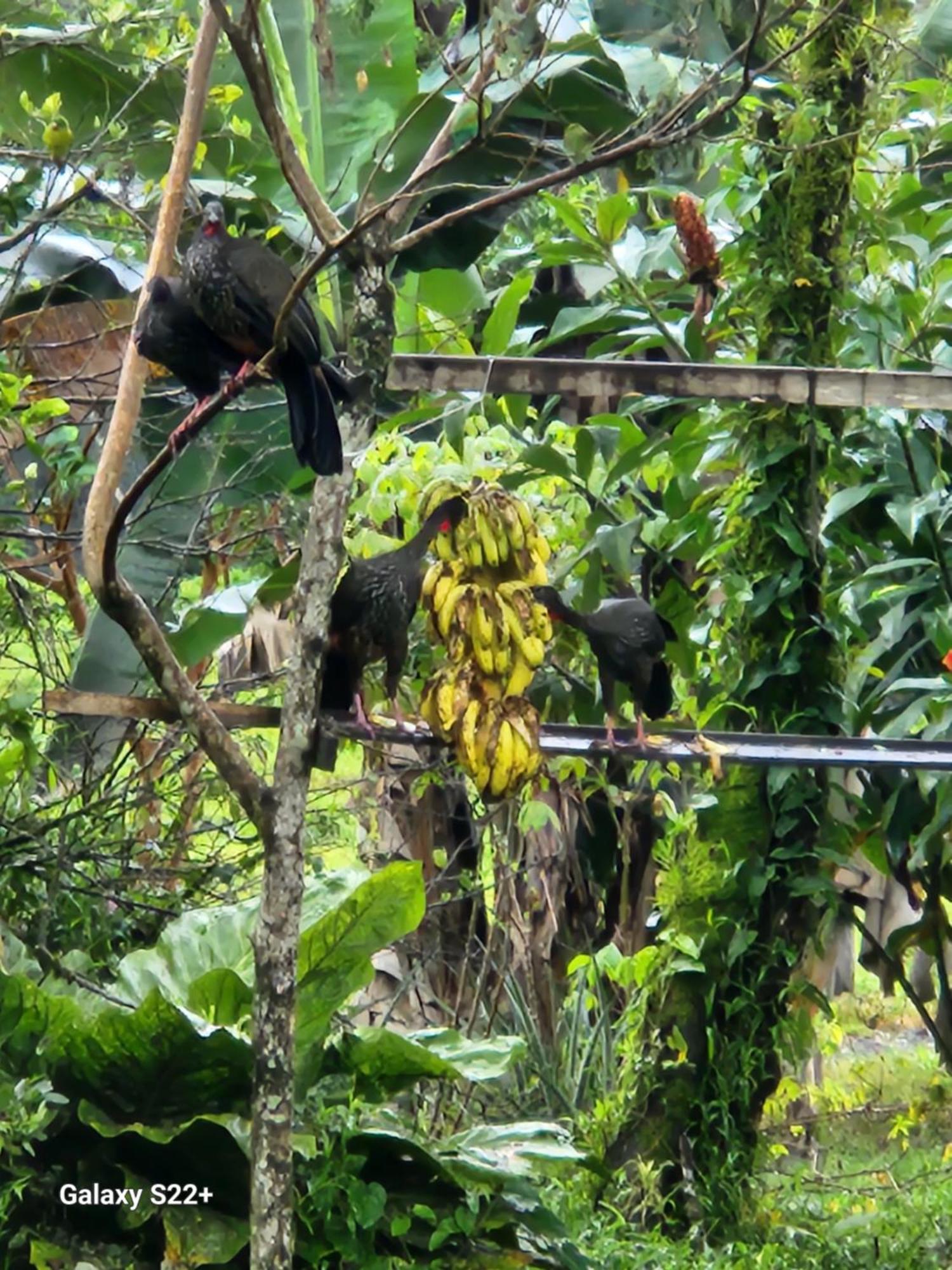 Tio Felix Eco Lodge La Fortuna Ngoại thất bức ảnh