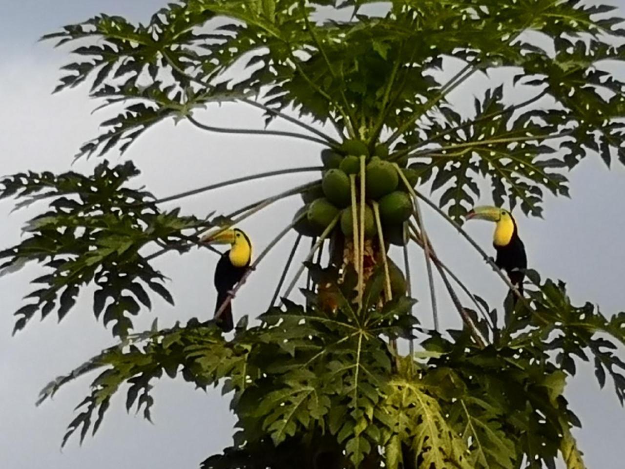Tio Felix Eco Lodge La Fortuna Ngoại thất bức ảnh