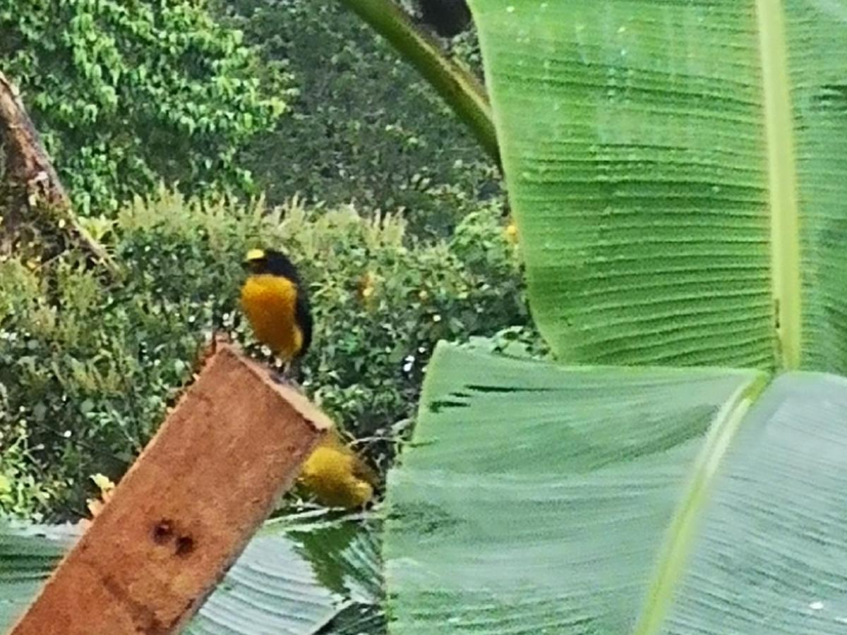Tio Felix Eco Lodge La Fortuna Ngoại thất bức ảnh