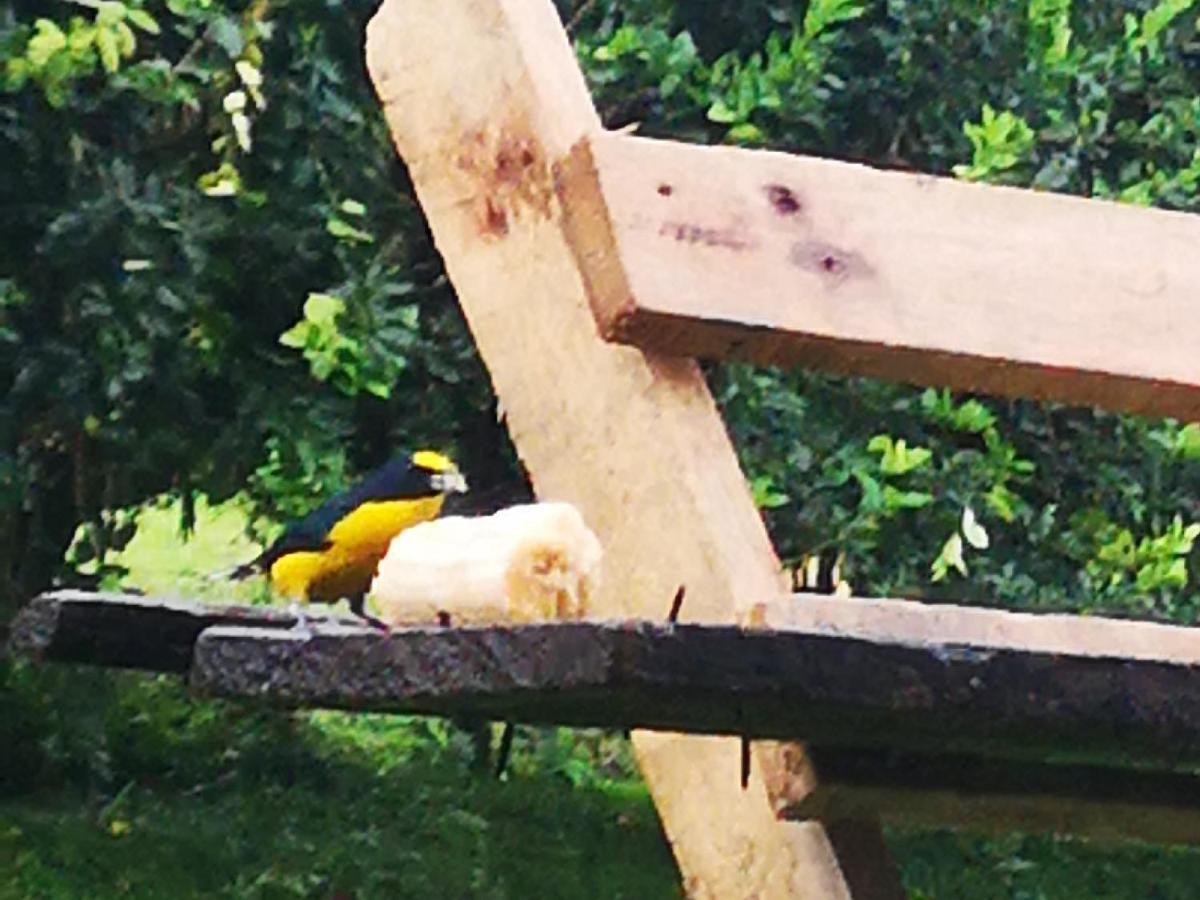 Tio Felix Eco Lodge La Fortuna Ngoại thất bức ảnh